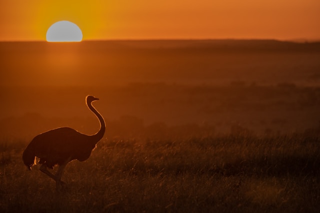 Ostrich Sunset